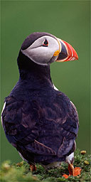 Puffin