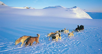 Polar dogs, Greenland