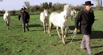 White horses, Camargue