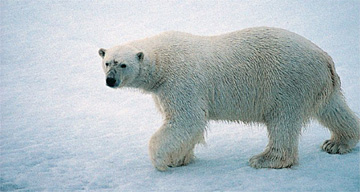 Polar bear