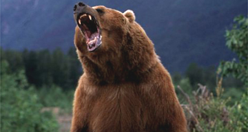 A grizzly bear in Alaska