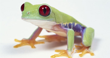 Red eyed tree frog