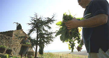 Organic farmer in Italy