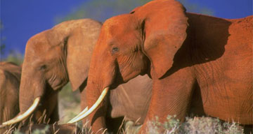The elephants of Tsavo Park
