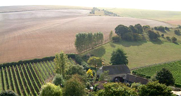 Breaky Bottom vineyard