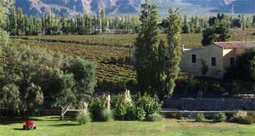 Argentina vineyard