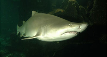 Shark
