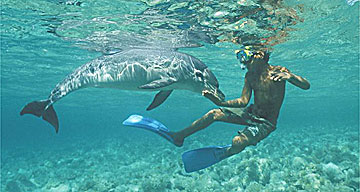 Swimming with dolphins