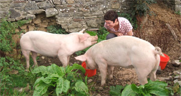 Louise Tickle with pigs, Ty Mawr Mansion, Wales