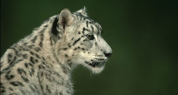 Snow leopard