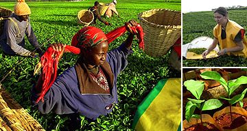 Pickers at Kenyan tea plantation, Catherine Quinn having a go, a tea plant