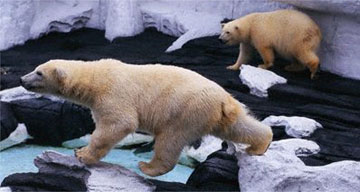 Polar bears