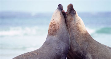 Kangaroo Island, Australia