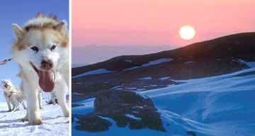 The winter sun in Greenland and an inquisitive husky