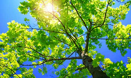 Sunlight in tree