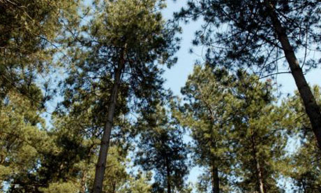 Rendlesham Forest, Woodbridge, Suffolk