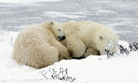 A mother polar bear and her cub sleep near the ice outside Churchill, Canada