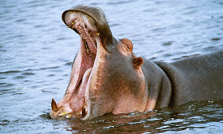 A yawning hippo
