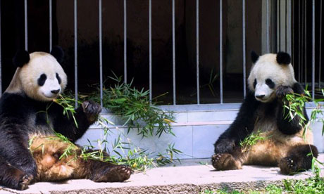 Pandas eating bamboo
