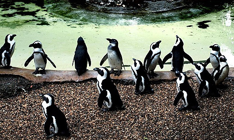 Penguins at London Zoo