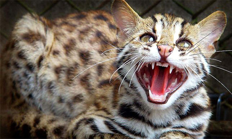  A six-month old leopard cat