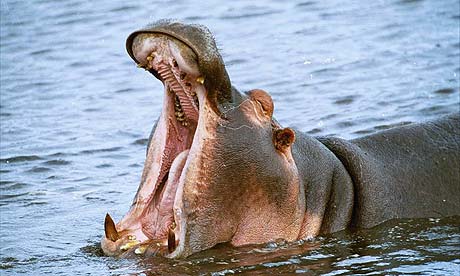 Hippo