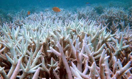 Great Barrier Reef, Australia