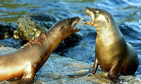 Sea lions in Galapagos
