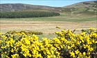 Cairngorms national park, Scotland