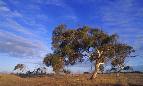 tree in australia