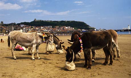 Donkeys on Scarborough beach, North Yorkshire, England