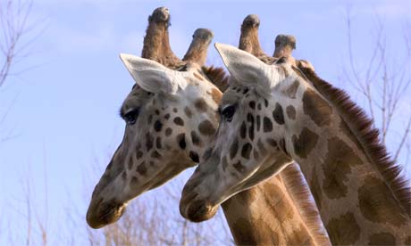 Giraffes