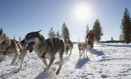 Husky dog team