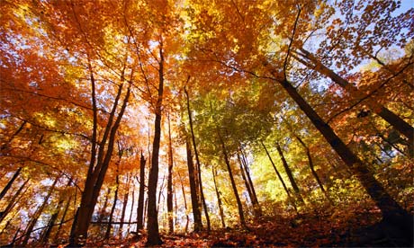 Autumn trees Autumn is no time to be stuck in a classroom.