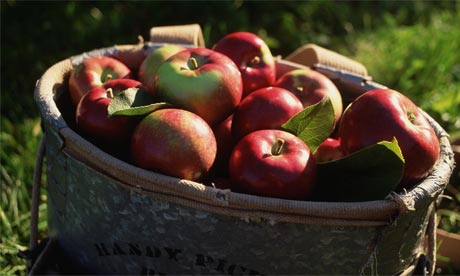 Basket of apples