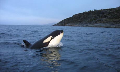 KillerWhale_PR4.jpg