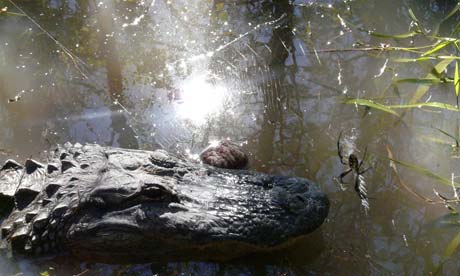Alligator in Alabama