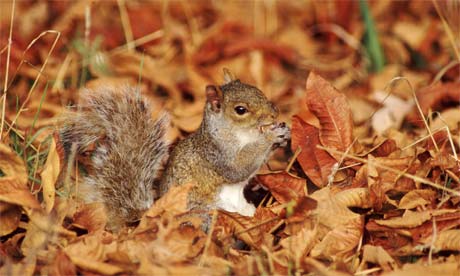 Grey squirrel in woodland