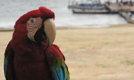 Tap Zoo Macaw