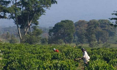 Coffee farm in Tanzania