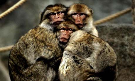 Macaque monkeys