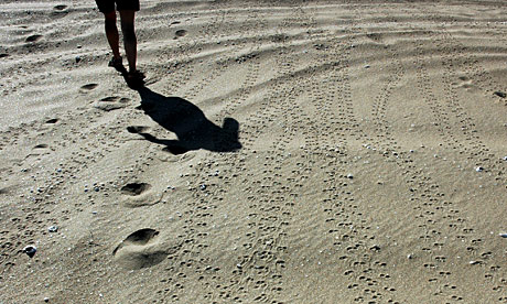 Turtle tracks