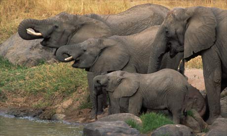 African elephants