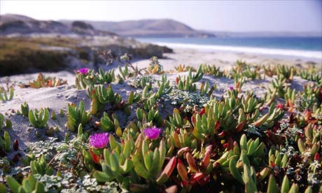 Santa Rosa Island, California