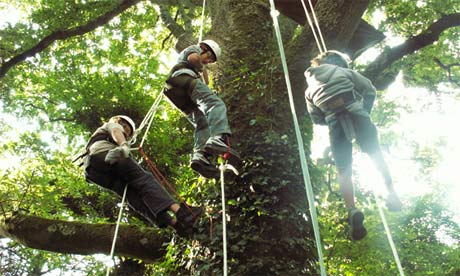 Tree climbing in Cornwall