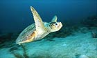 Loggerhead turtle