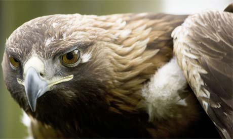 golden eagle. Golden eagle in Scotland