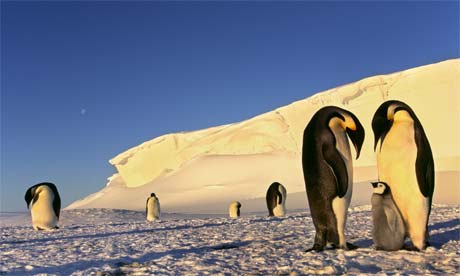 penguins in antarctica. Emperor penguins in Antarctica