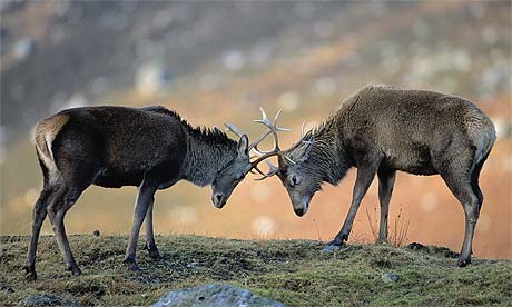 red deer rut