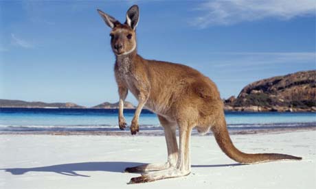 A kangaroo in Australia